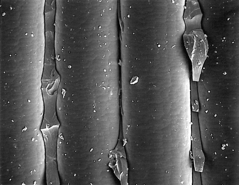 Denne innzoomingen på borfibrene viser ifølge materialteknolog Aage Stori at det ikke finnes heft mellom bindemiddelet av epoksy og armeringsfibrene av bor.