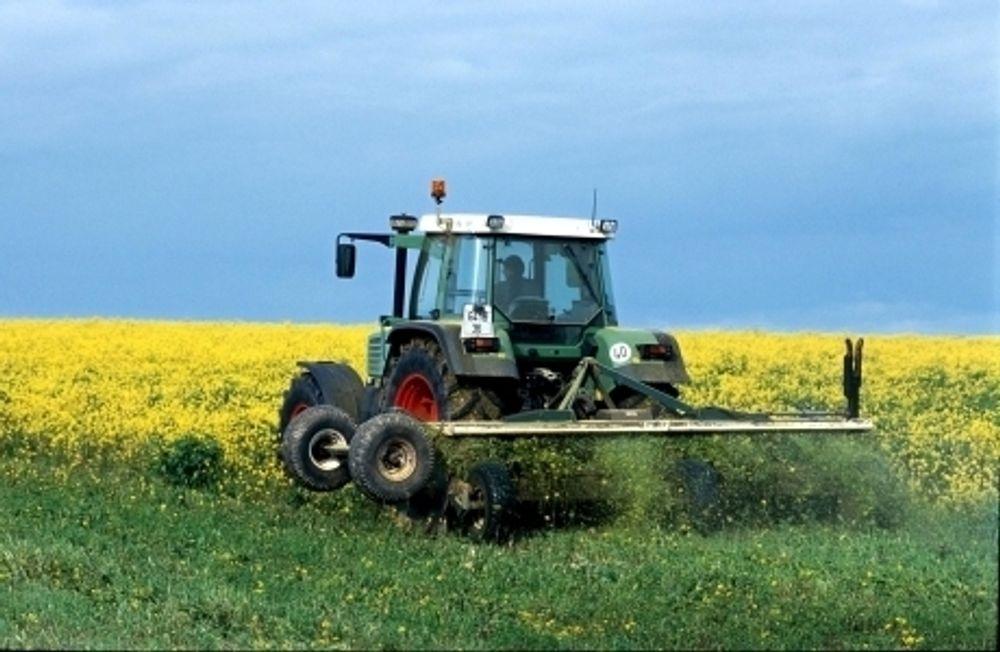 Svensk rapsåker. Mer jordbruksland for matproduksjon kan gå til rapsdyrking for å brukes til biodiesel. Det blir EU frarådet.