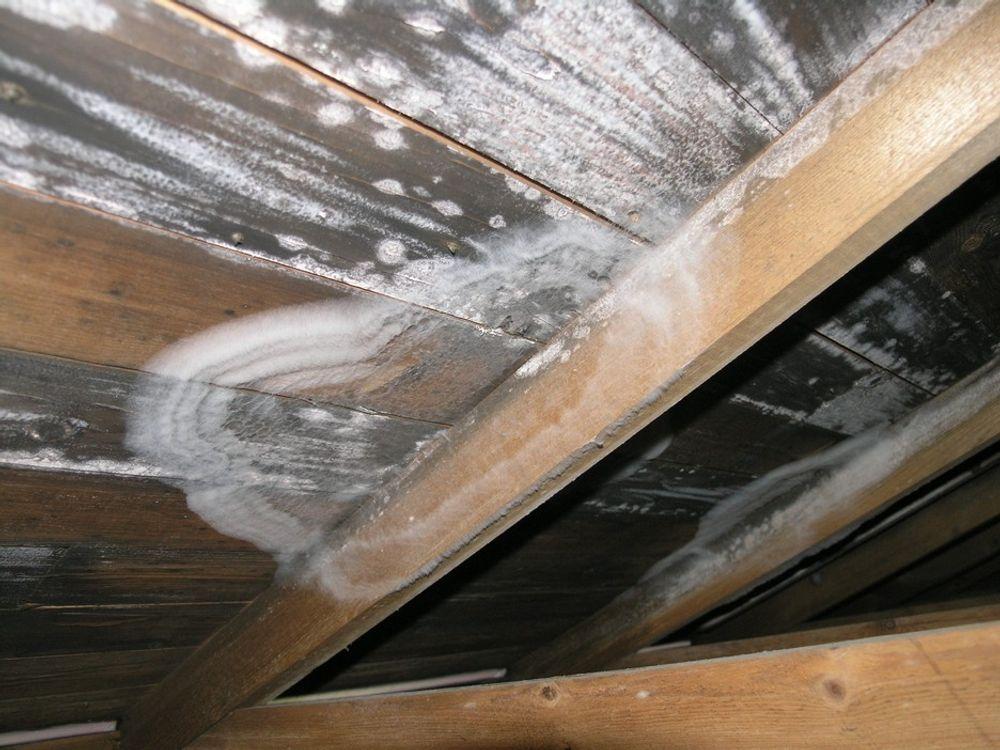Kombinasjon av dårlig utlufting på loft og utett etasjeskille gir gode vekstmuligheter for muggsopp og råtesopp i taktroa.