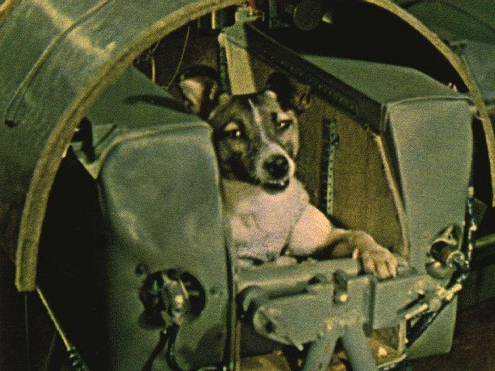 STJERNEHUND: Laika var en hjemløs hund fra Moskva, som ble valgt  etter trening med to andre hunder. 3. november 1957 ble hun skutt opp i rommet.