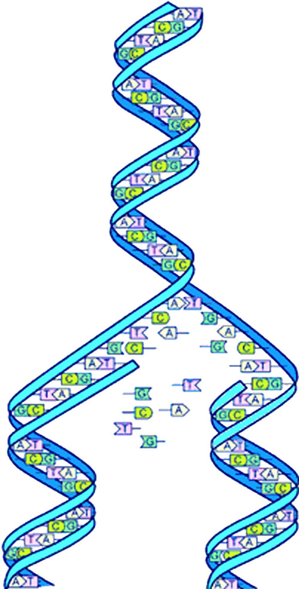 CELLEDELING: Når en celle deler seg, må hver av de nye cellene ha en full kopi av DNA. Det skjer ved at spiralen deles opp og så danner hver halvdel en komplett dobbeltspiral ved at basene kobler seg til sine naturlige motparter.Ill.: Wikipedia