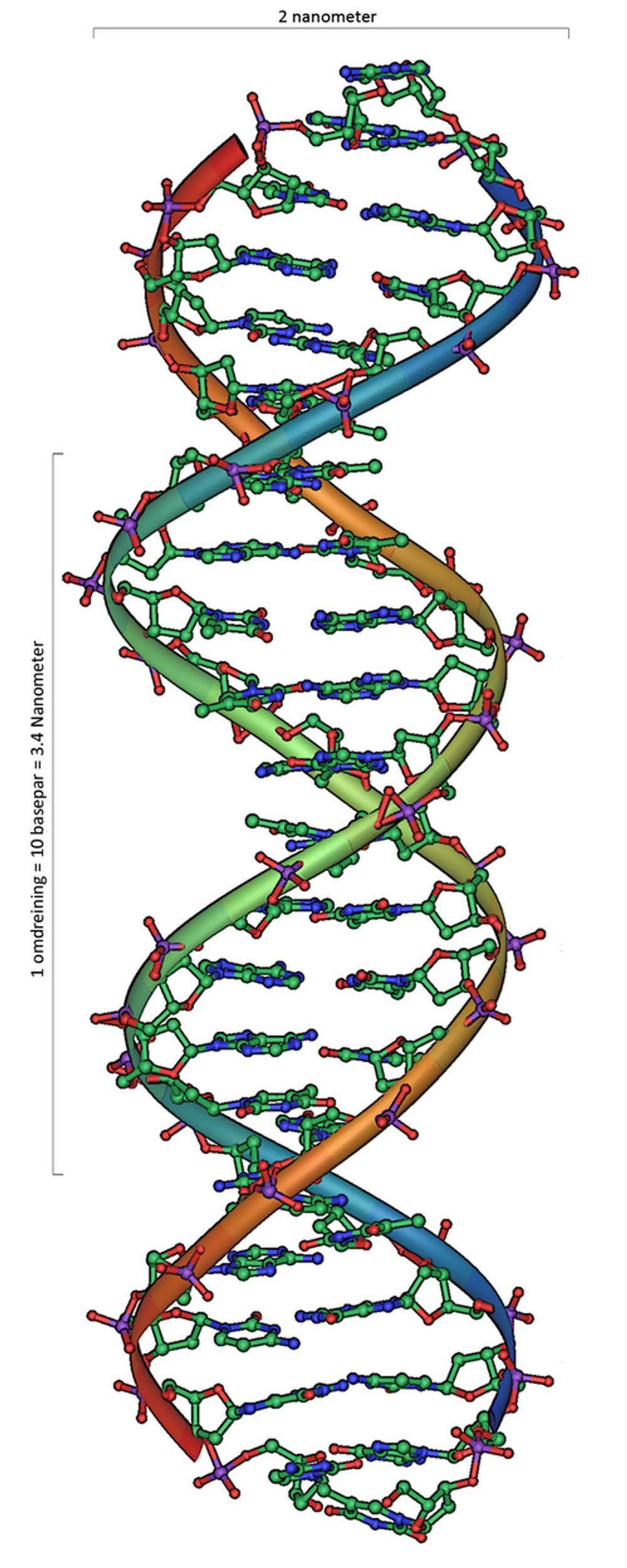 DNA:Genene sitter i basepar mellom dobbeltspiralen som er selve DMA-molekylet. Det er 3,2 milliarder basepar i det menneskelige DNA-molekylet. Ill.: Michael Ströck.