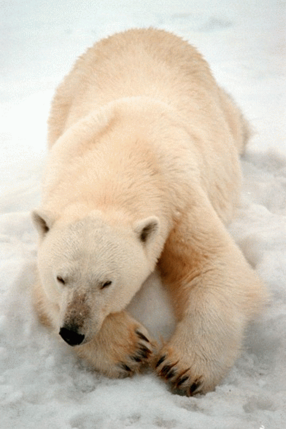 Isbjørnstammen i områdene rundt Alaska utgjør 10 prosent av alle verdens isbjørner. Miljølvernere frykter for stammen dersom ulykken ved oljeboring er ute.