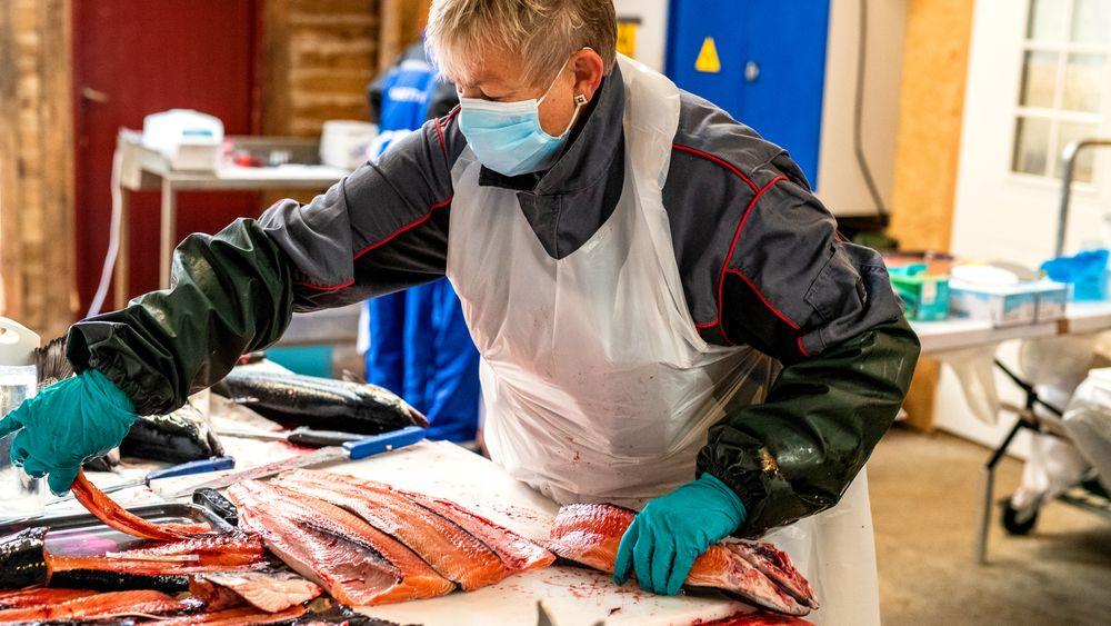 Grethe Rosenlund avslutter verdens første fullskalaoppdrett i sjø på forskningssenteret CAC «Centre for Aquacultur Competence AS» i Hjelmeland, med laks som kun har fått fôr uten hverken fiskemel eller fiskeolje.