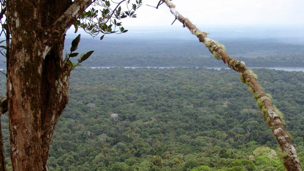 Å kutte ned regnskogen i Amazonas gir ingen langsiktige gevinster for verken befolkningen eller miljøet, viser studie.