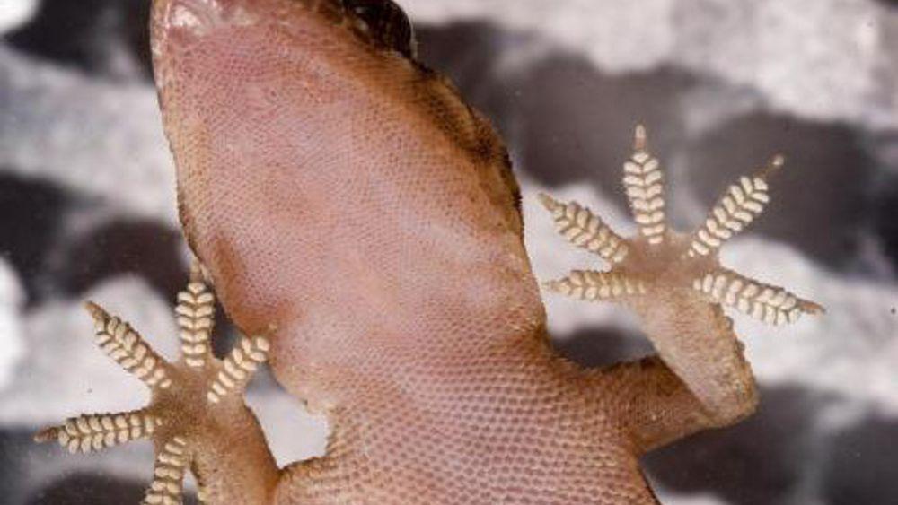 FAST: Forskere mener de kan lage en tråd av nanorør som har langt bedre festeevne enn selv gekkoens tær.