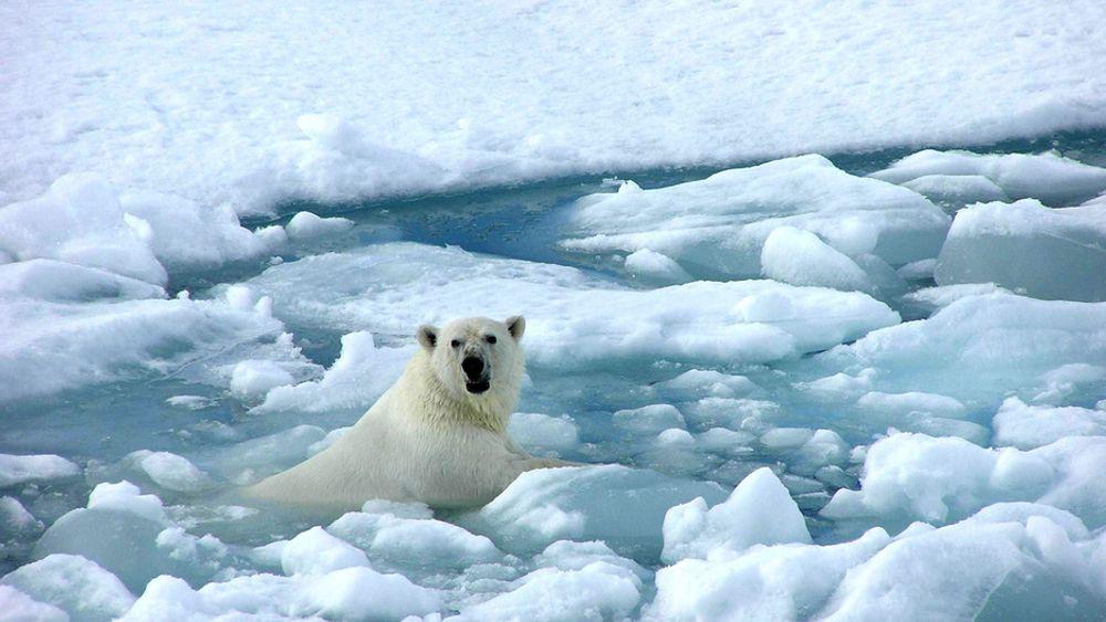 TRUET: Isbjørnen er avhenging av isflakene for å kunne fange sel. Minker isen, minker mattilgangen.