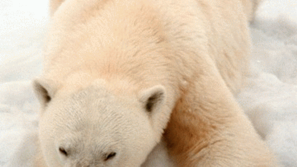 Det oppsiktsvekkende funnet av miljøgiften deka-BDE i isbjørn og polarmåker, viser at også dette stoffet kan transporteres over lange strekninger. Arktis Svalbard Nordpolen