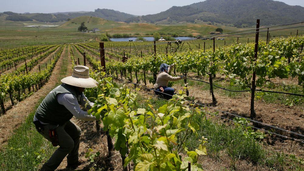 Gårdsarbeidere i virksomhet på en vingård i Petaluma i Nord-California der det tidligere ikke ble dyrket vindruer. Klimaendringene gjør at drueproduksjon flyttes nordover.