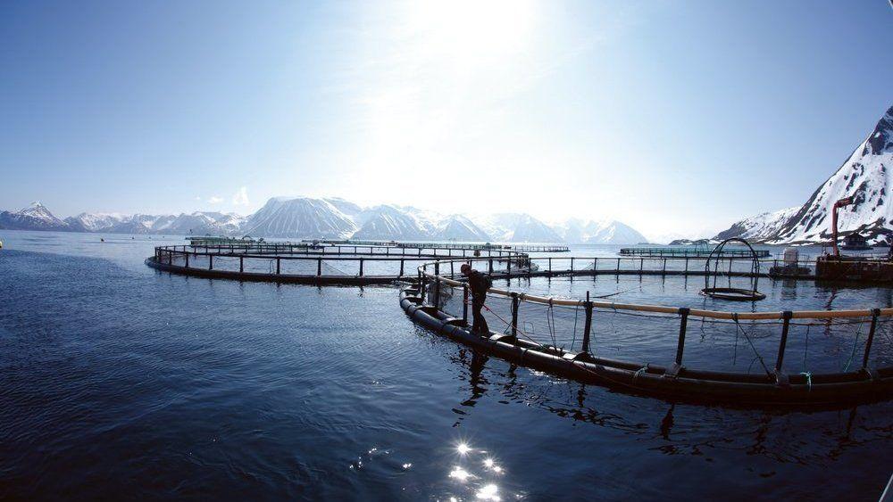 Over 10.000 tonn oppdrettslaks dødd som følge av algeoppblomstringen i Nordland og Sør-Troms.