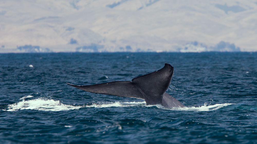 Amerikanske forskere har for første gang klart å sette måleutstyr på en blåhvalhann for å måle hvalens dagligliv.