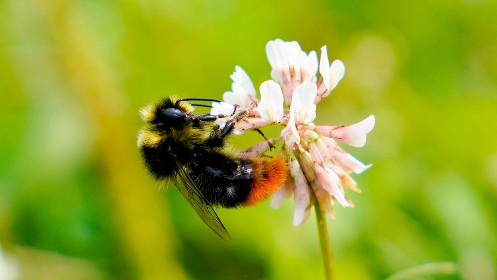 Humler er spesielt nyttige til pollinering av blomster der bier ikke strekker til.