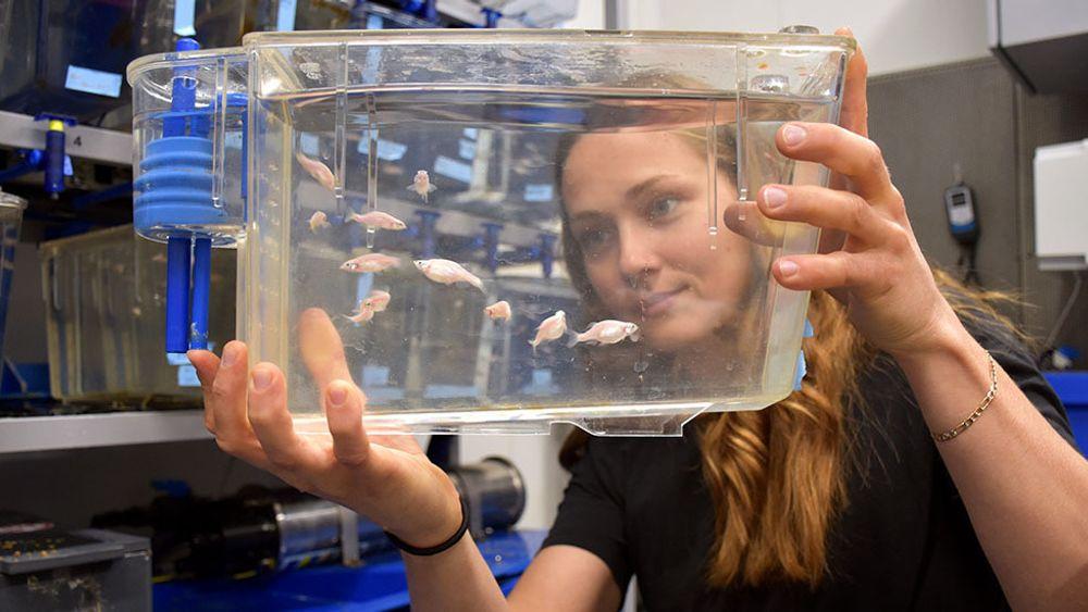 Sebrafisk spiller hovedrollen når doktorgradsstudent Anna H. Andreassen forsøker å finne ut hvordan hjerneceller reagerer på temperaturendringer.