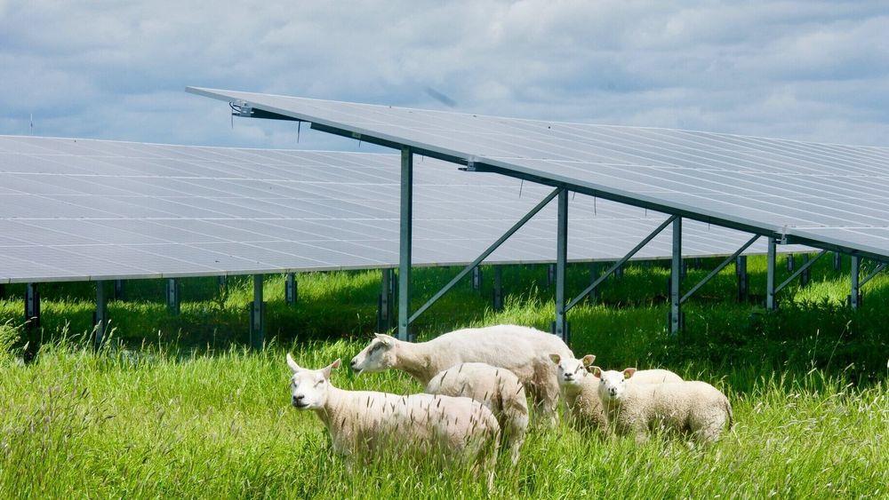 Energeia ønsker å få til solenergi i kombinasjon med beitedrift. Her fra Energeias anlegg i Nederland.